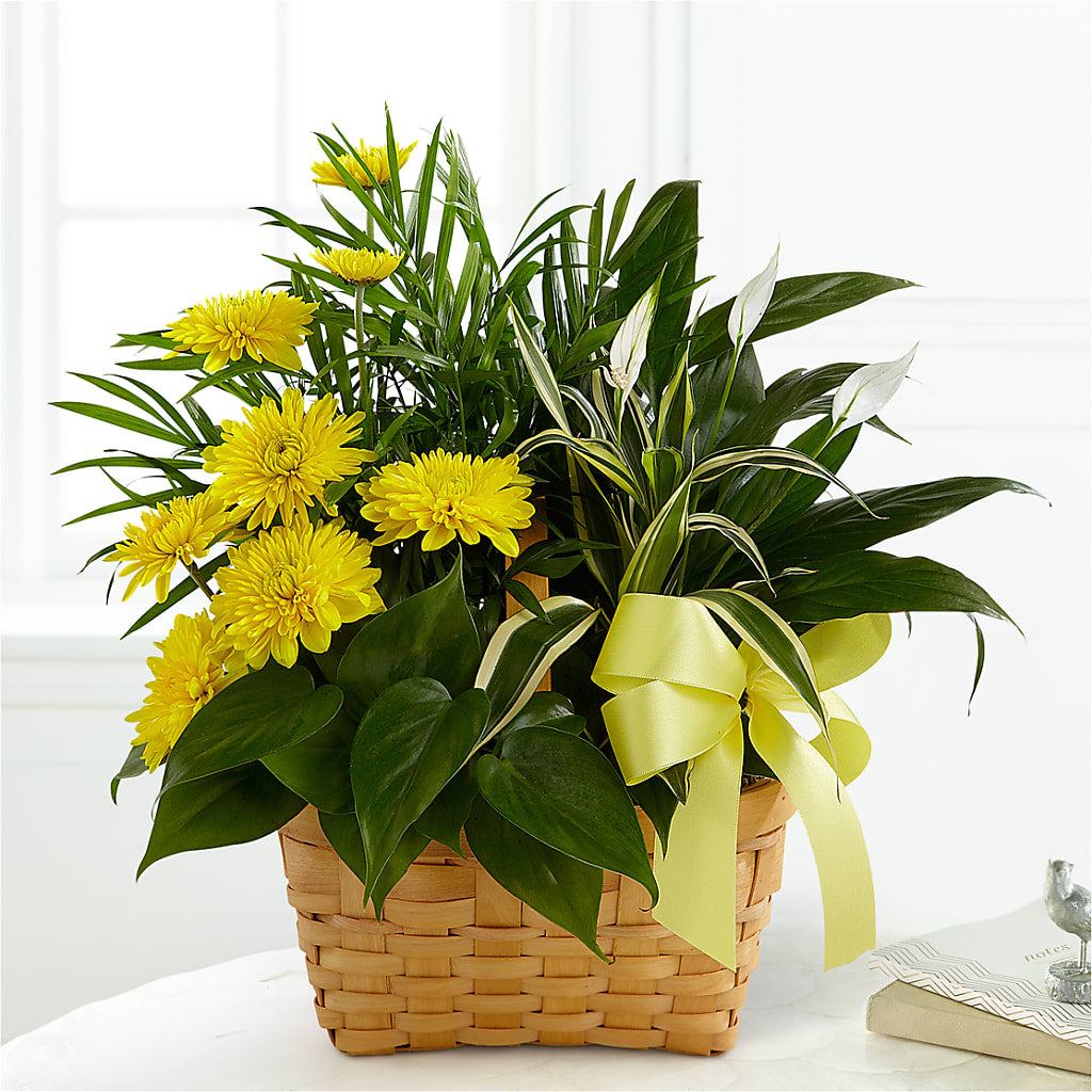 Loving Light Dishgarden – VIC'S FLORAL INC, Cleveland OH