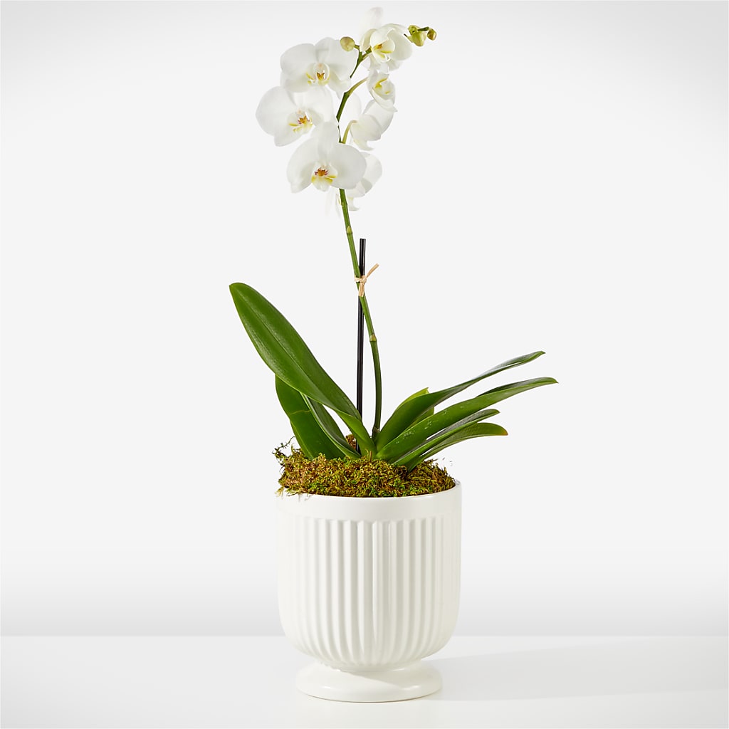 Whispering White Orchid – VIC'S FLORAL INC, Cleveland OH