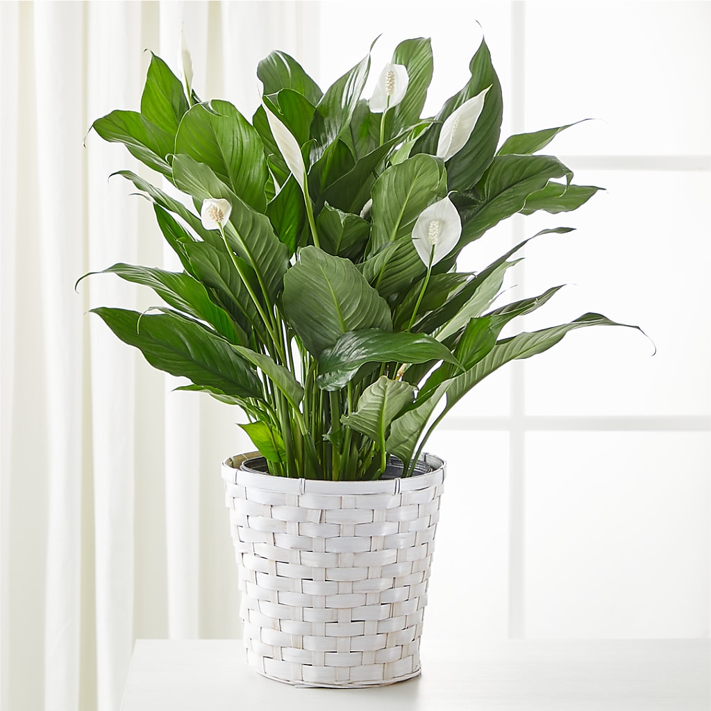 A New Leaf Peace Lily – VIC'S FLORAL INC, Cleveland OH