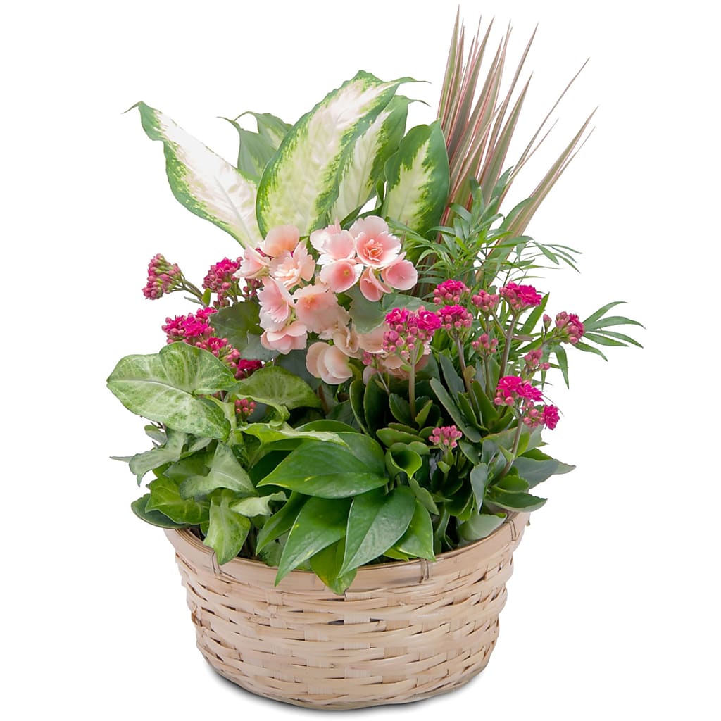Lush Dish Garden