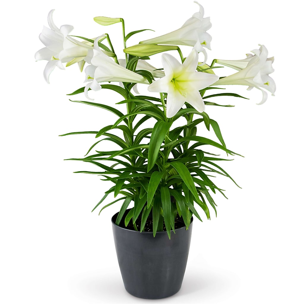 Grande Easter Lily – VIC'S FLORAL INC, Cleveland OH