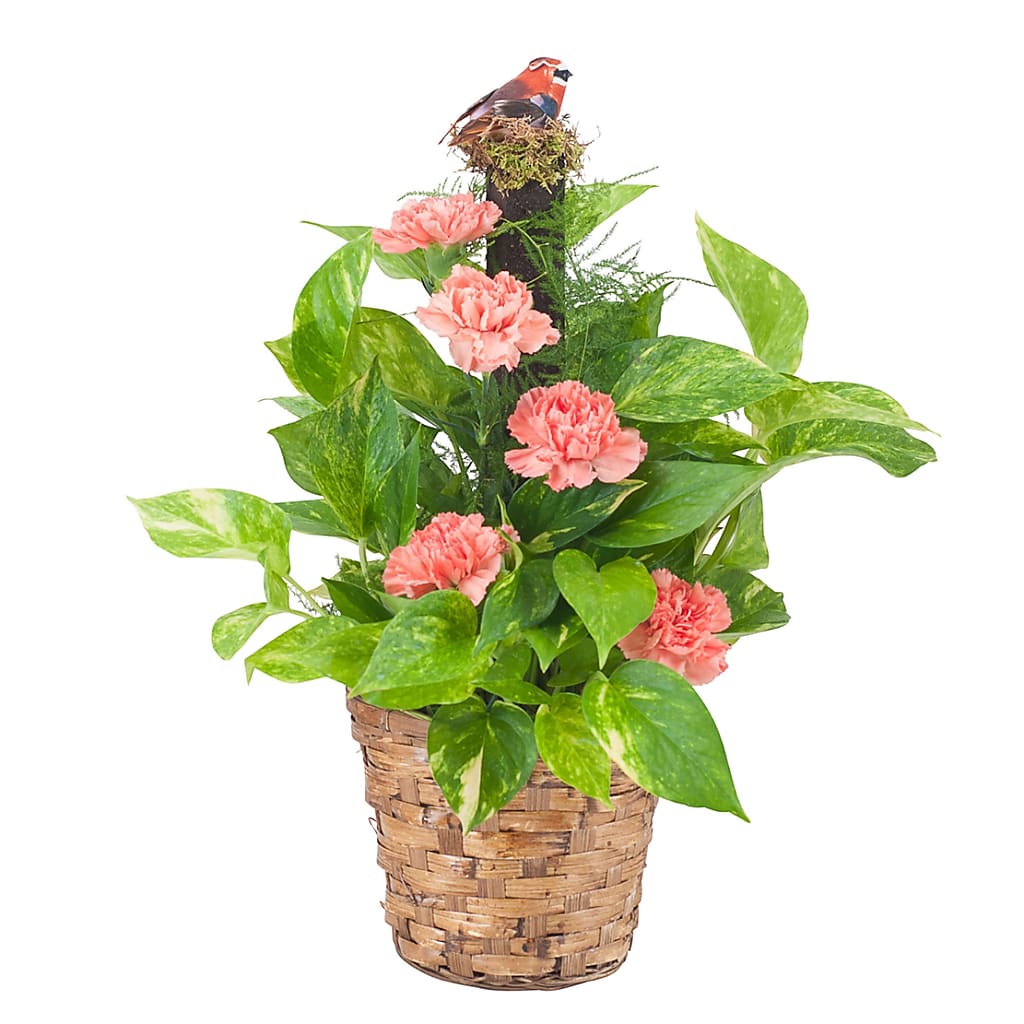 Pothos Plant on Pole with Fresh Accents