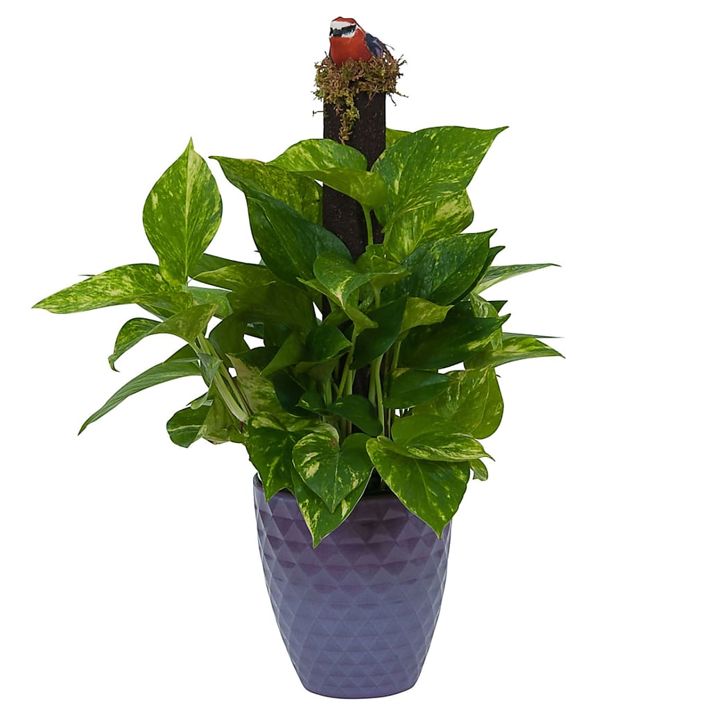 Pothos on Pole in Special Container