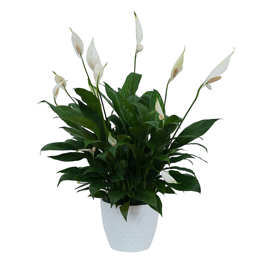 Peace Lily Plant in Ceramic Container