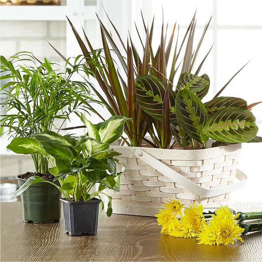 Florist Designed Blooming and Green Plants in a Basket – VIC'S FLORAL INC, Cleveland OH