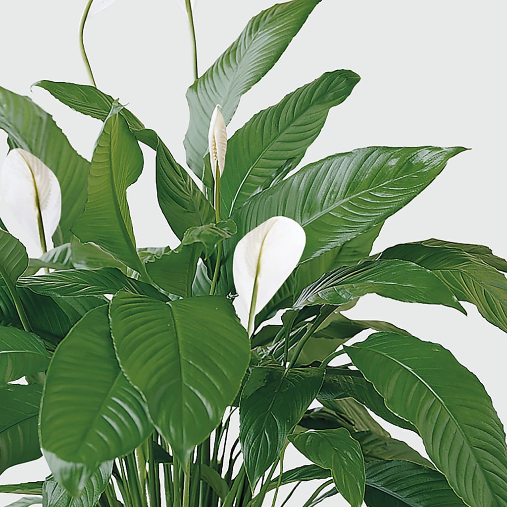 Tranquil Moments Peace Lily Plant – VIC'S FLORAL INC, Cleveland OH