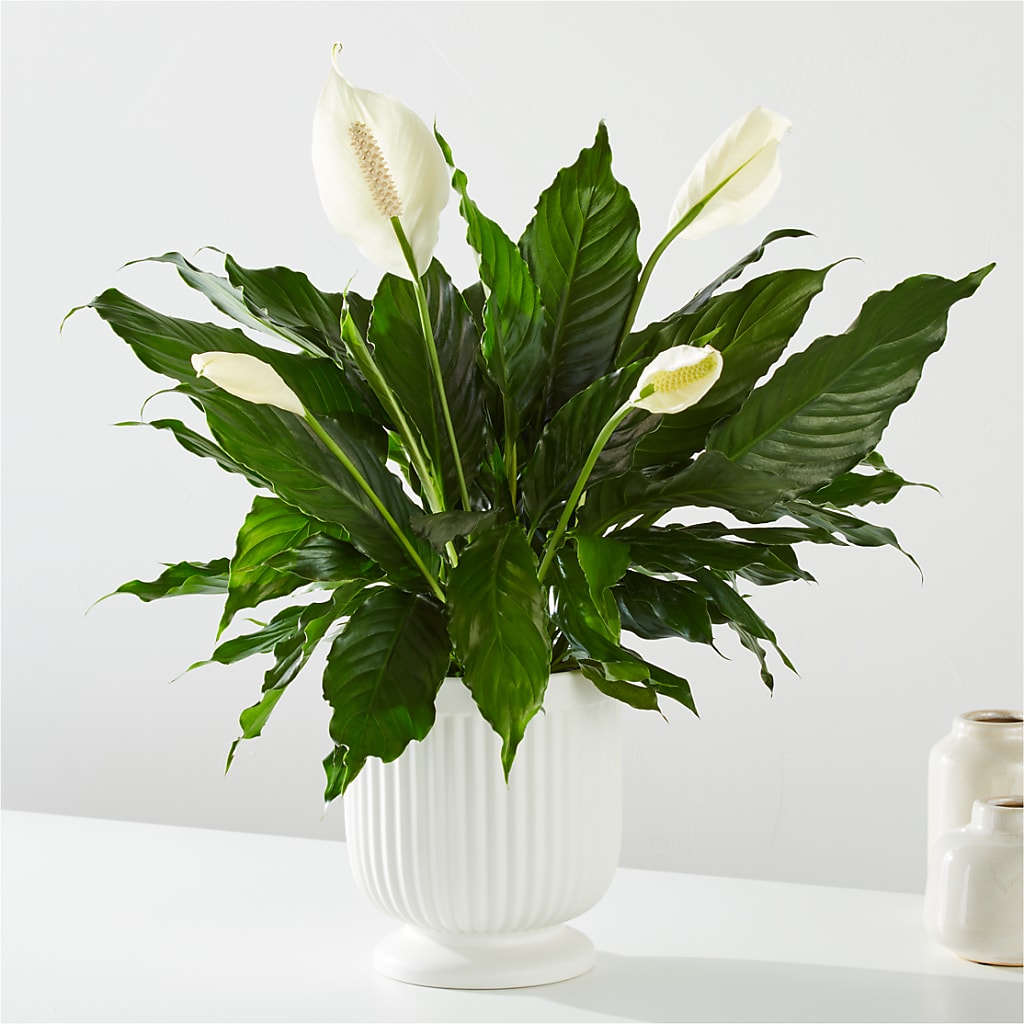 Comfort Planter – VIC'S FLORAL INC, Cleveland OH