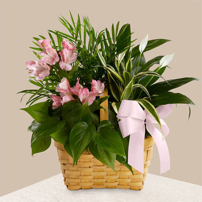 Living Spirit Dishgarden – VIC'S FLORAL INC, Cleveland OH