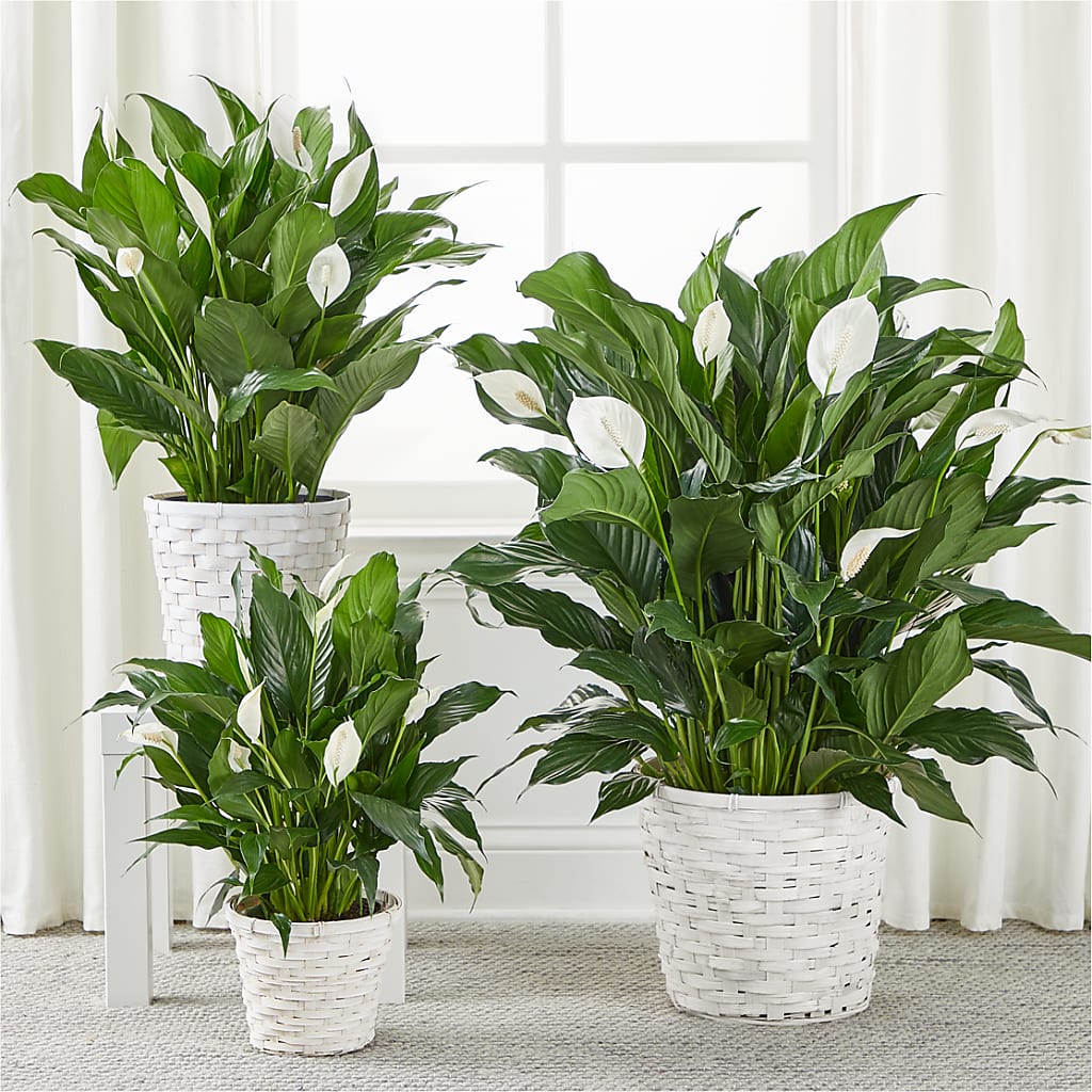 A New Leaf Peace Lily – VIC'S FLORAL INC, Cleveland OH