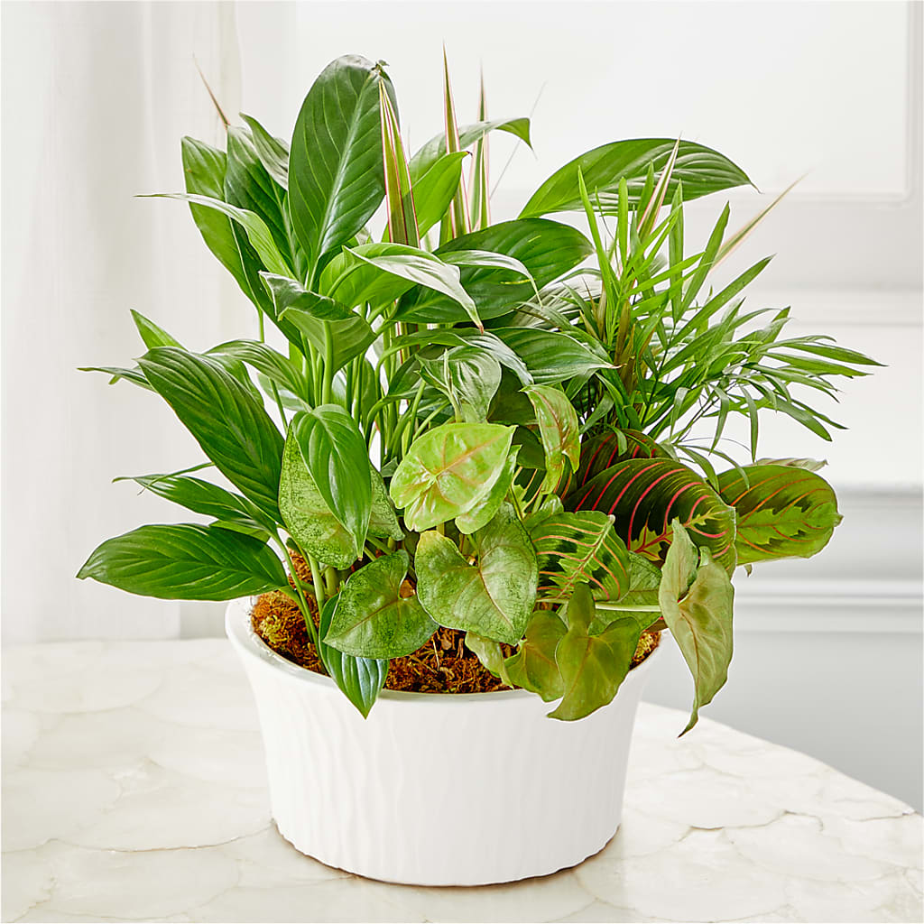 Balance & Harmony Dishgarden – VIC'S FLORAL INC, Cleveland OH