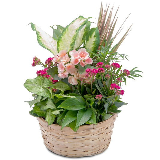 Lush Dish Garden