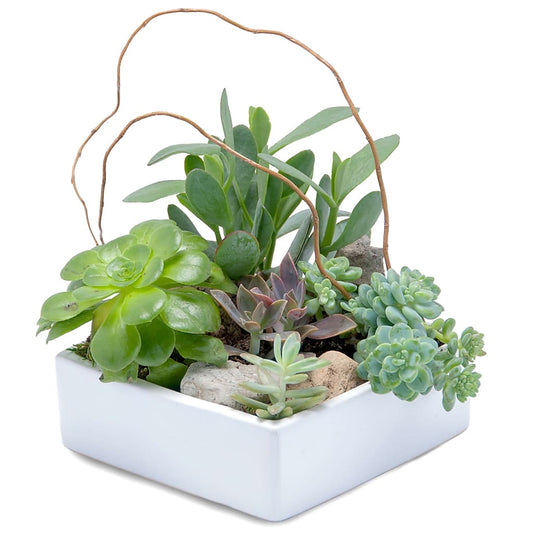 Stunning Succulent Garden