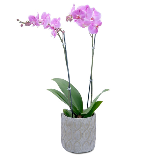 Purple Beauty Orchid