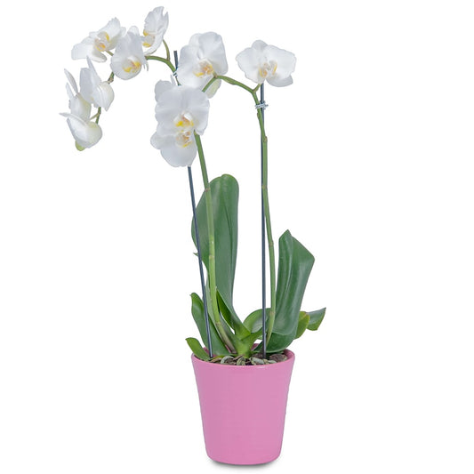 White Elegance Orchid