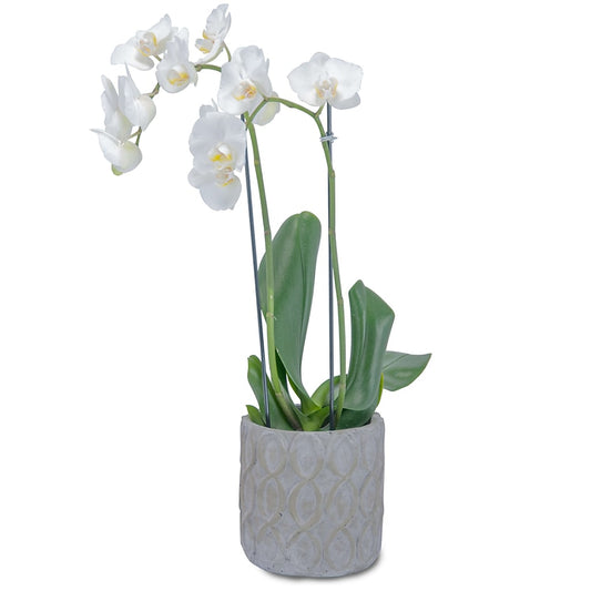 White Elegance Orchid in Pink