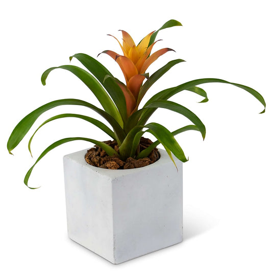 Bromeliad Mini