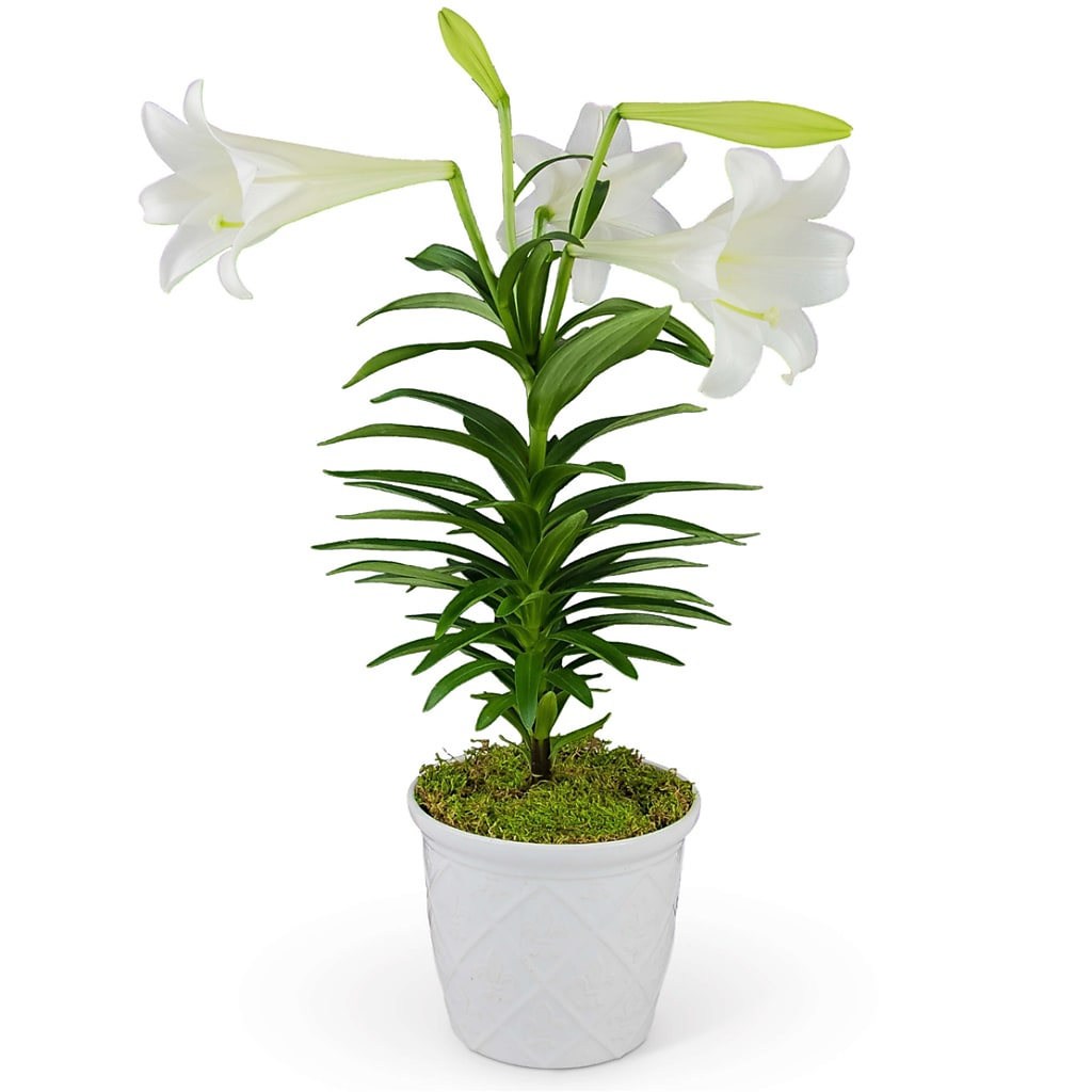 Classic Easter Lily