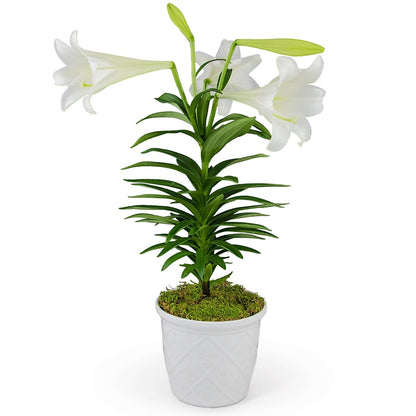 Classic Easter Lily