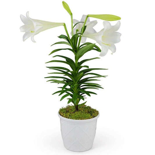 Classic Easter Lily
