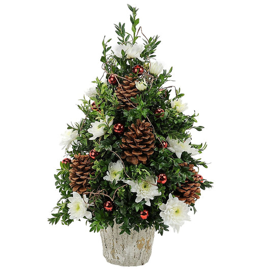 Traditional Boxwood