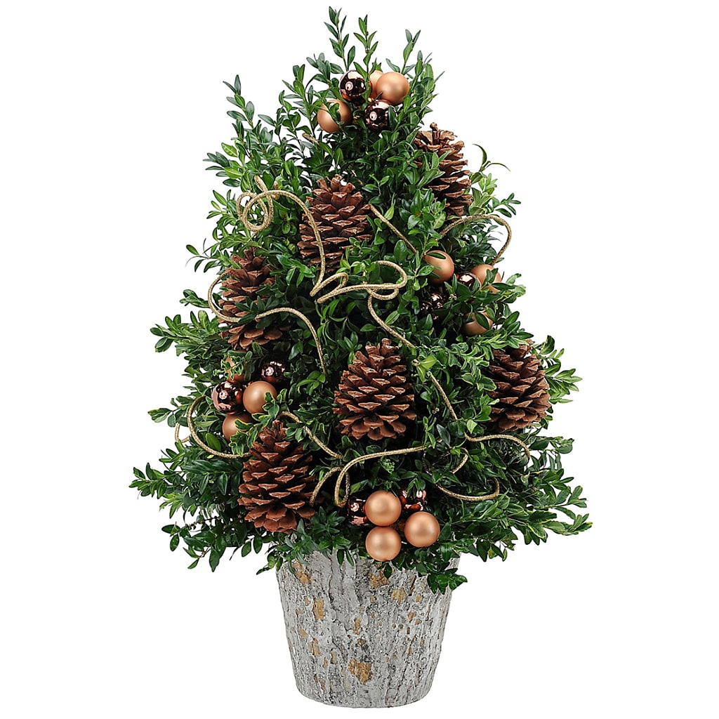 Boxwood Supreme