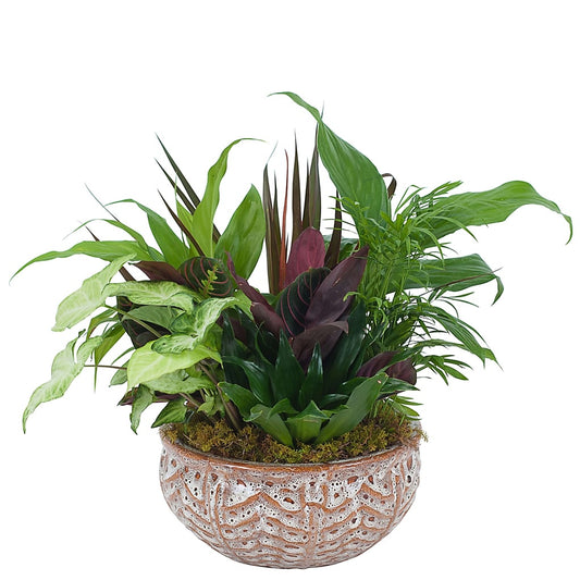 Ceramic Dish Garden