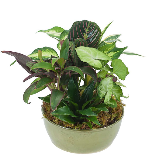 Small Dish Garden