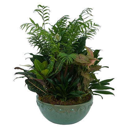 Large Dish Garden