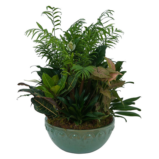 Large Dish Garden
