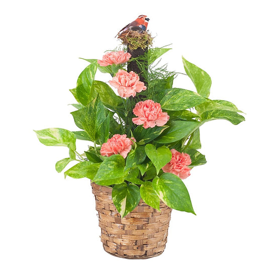 Pothos Plant on Pole with Fresh Accents