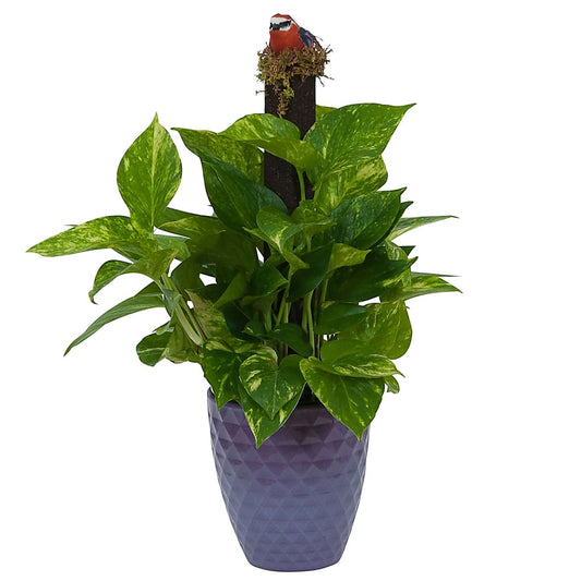 Pothos on Pole in Special Container
