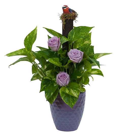 Pothos on Pole with Fresh