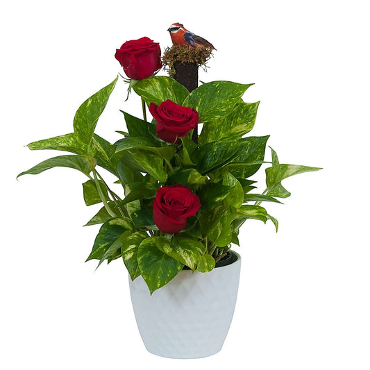 Green plant in ceramic with fresh roses
