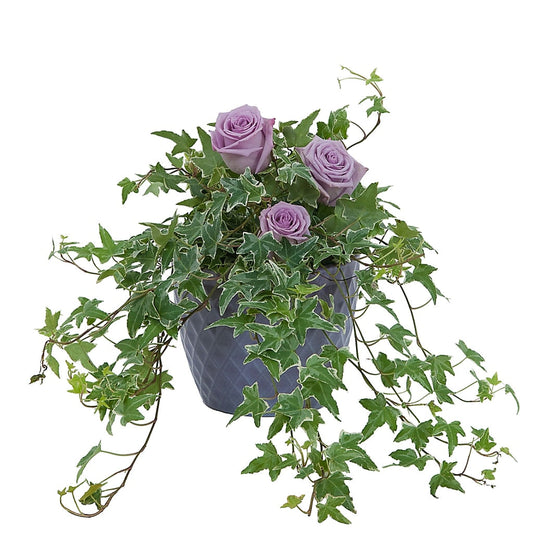 Ivy Plant with fresh roses
