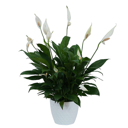 Peace Lily Plant in Ceramic Container