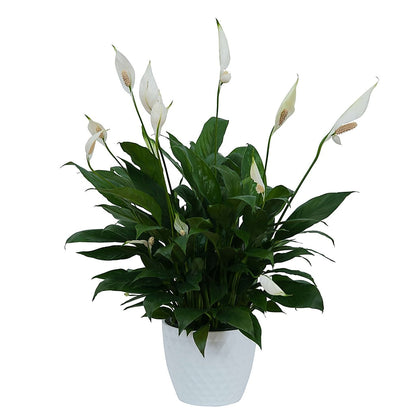 Peace Lily Plant in Ceramic Container