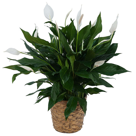 Peace Lily Plant in Basket