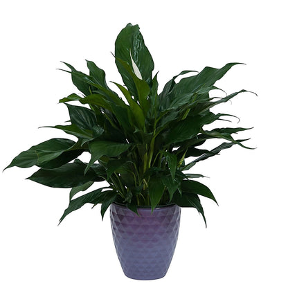 Peace Lily Plant in Ceramic Container