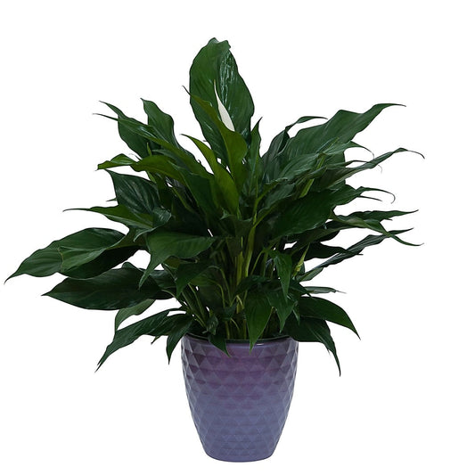 Peace Lily Plant in Ceramic Container