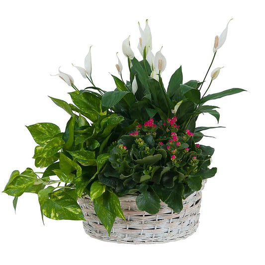 Living Garden Plant Basket