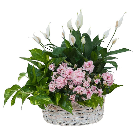 Living Blooming White Garden Basket